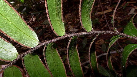 Image of Adiantum dolosum Kunze