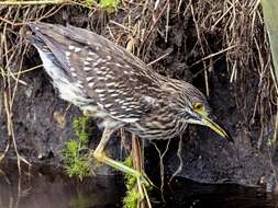 Image of Night Herons