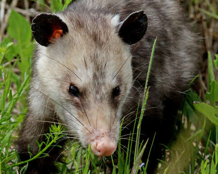 Image of Didelphis Linnaeus 1758