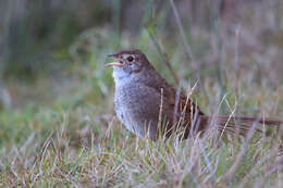 Dasyornis brachypterus (Latham 1801) resmi