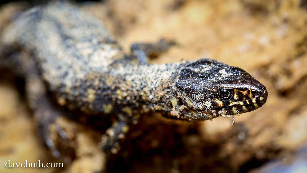 Image of night lizards