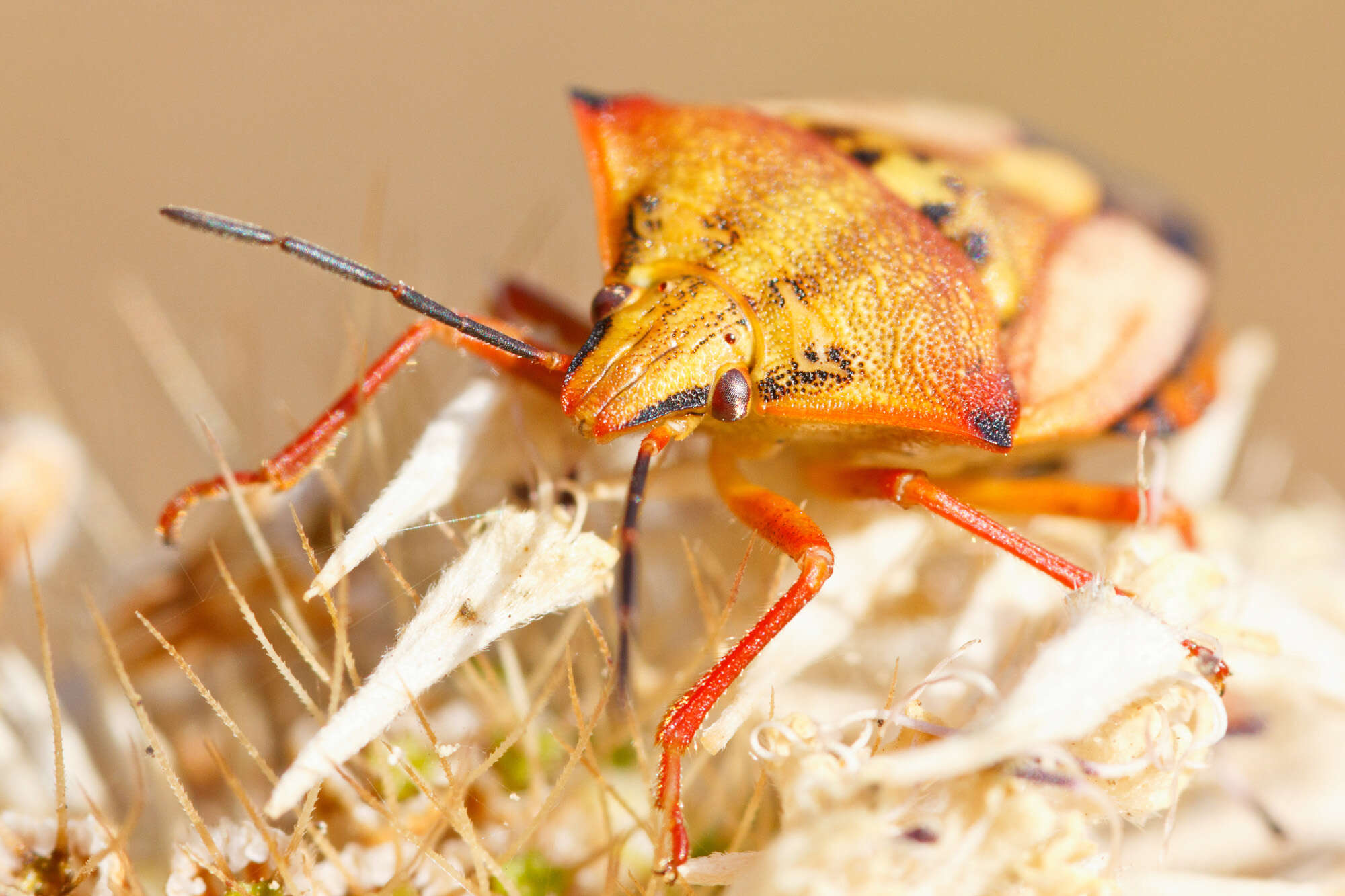 Image of Carpocoris