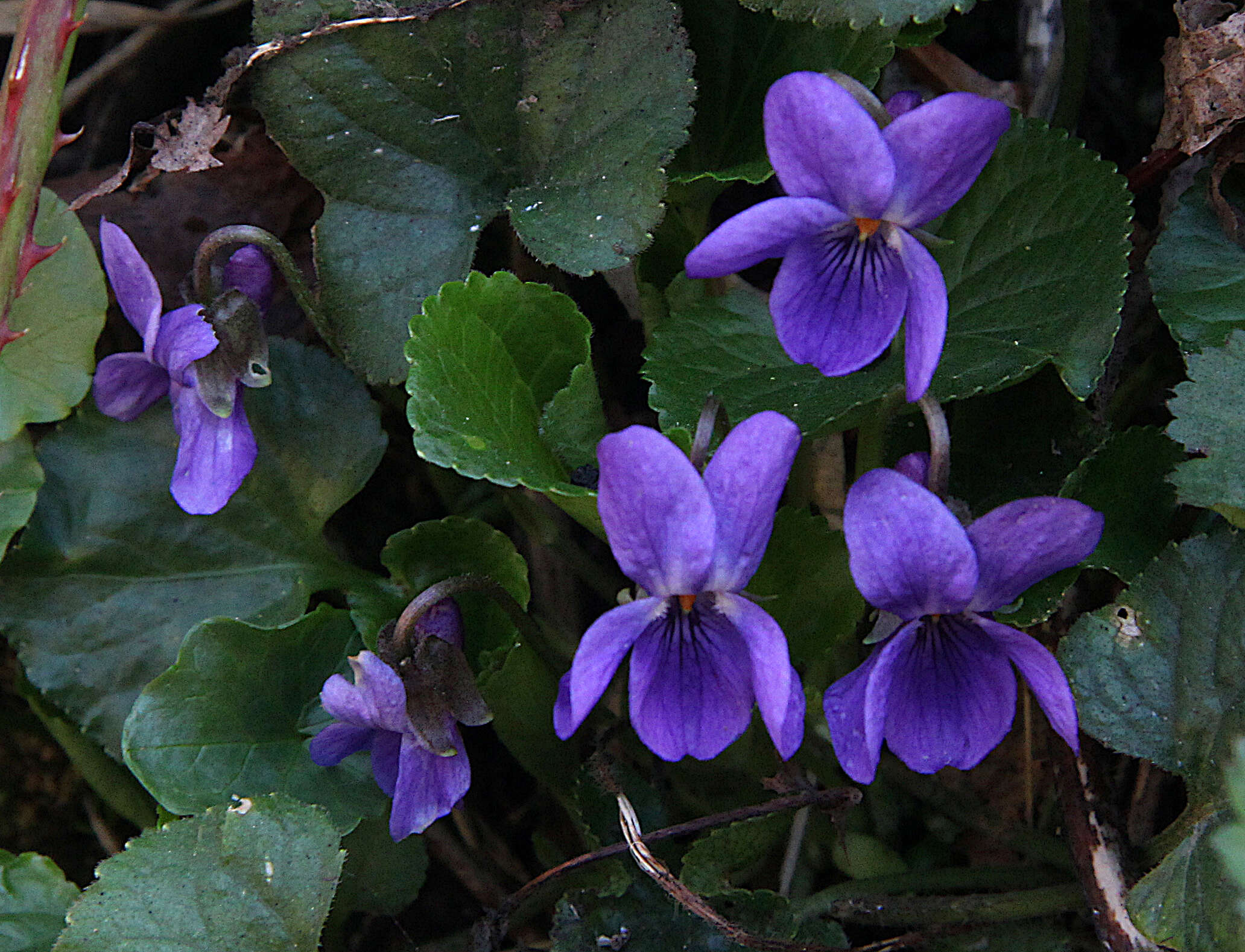 Image of sweet violet