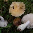 Image de Russula farinipes Romell 1893