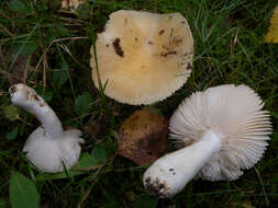 Image de Russula farinipes Romell 1893