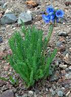 Image of sticky polemonium