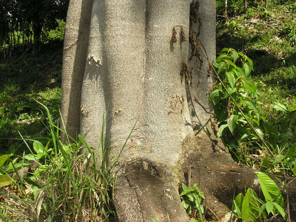 Plancia ëd Ormosia coccinea (Aubl.) Jacks.