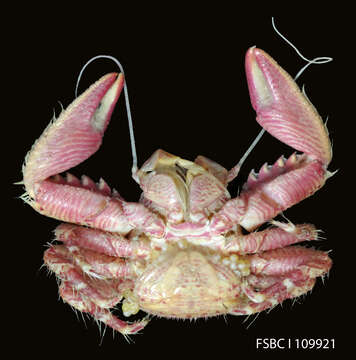 Image of Crevice-dwelling porcelain crab