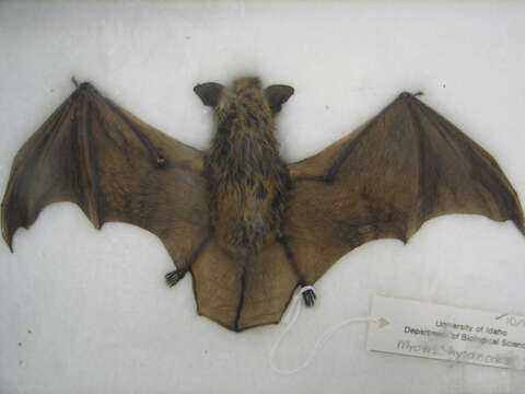 Image of Yuma Myotis