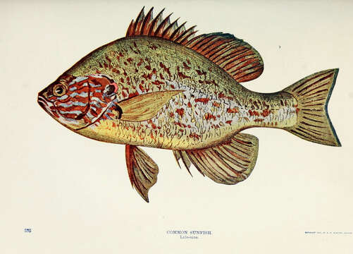 Image of Pumpkinseed