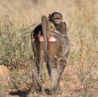 Image of Chacma Baboon