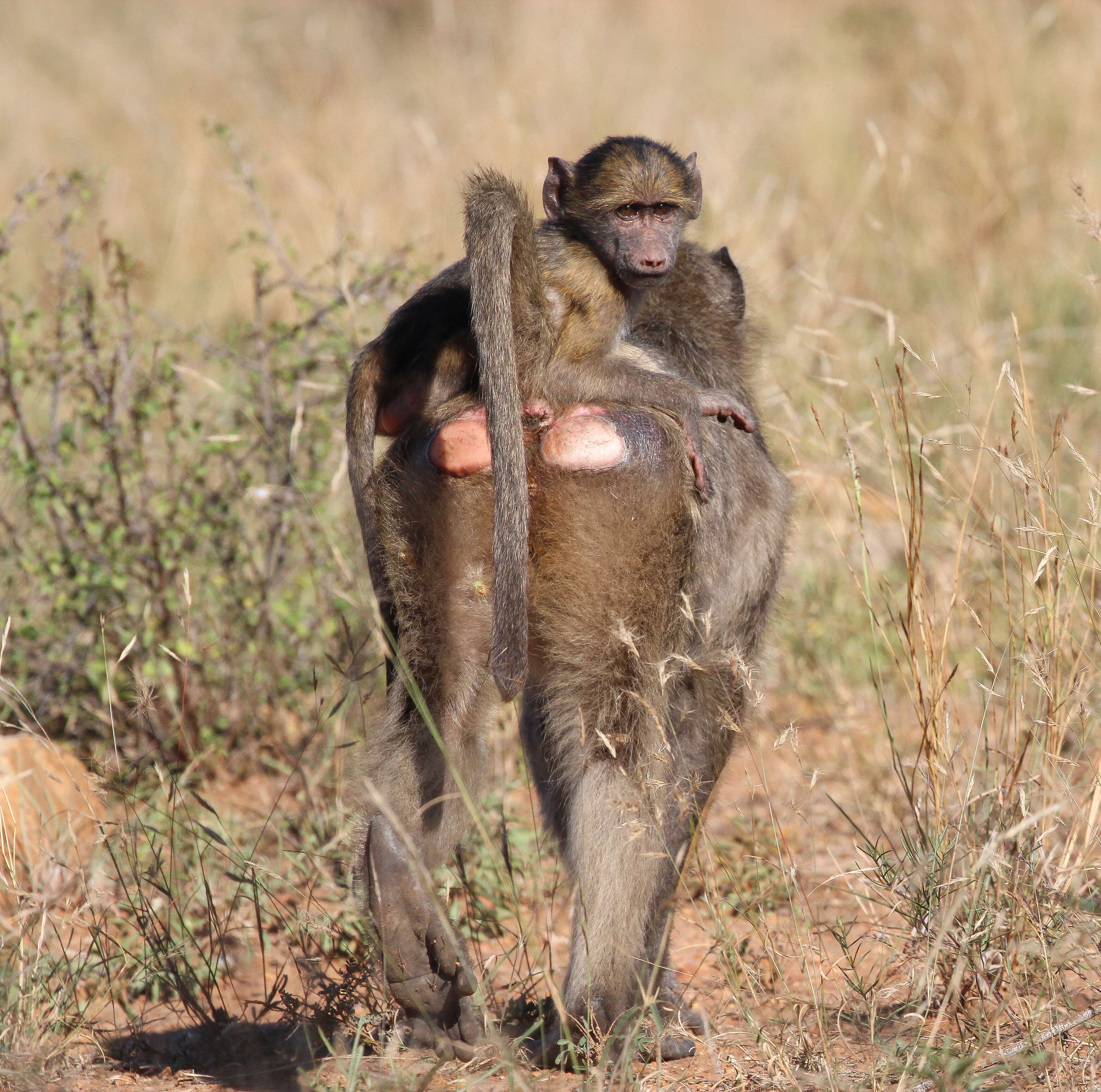 Image of Baboon