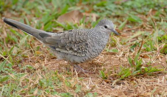 Image of Scaled Dove