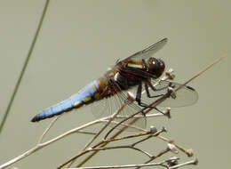 Image of Broad-bodied chaser