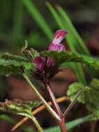 Image of purple archangel