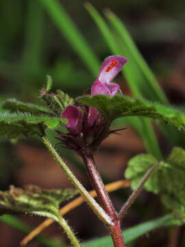 Image of purple archangel