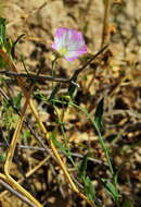 Image of bindweed