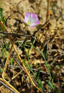 Image of bindweed