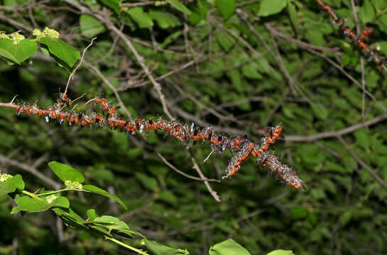 Image of Spatunomia Pauly 1980