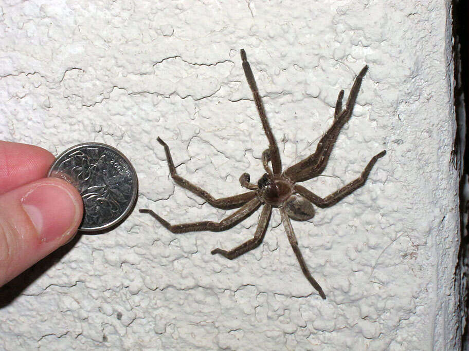 Image of Giant Crab Spider