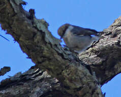 Image of nuthatches and relatives