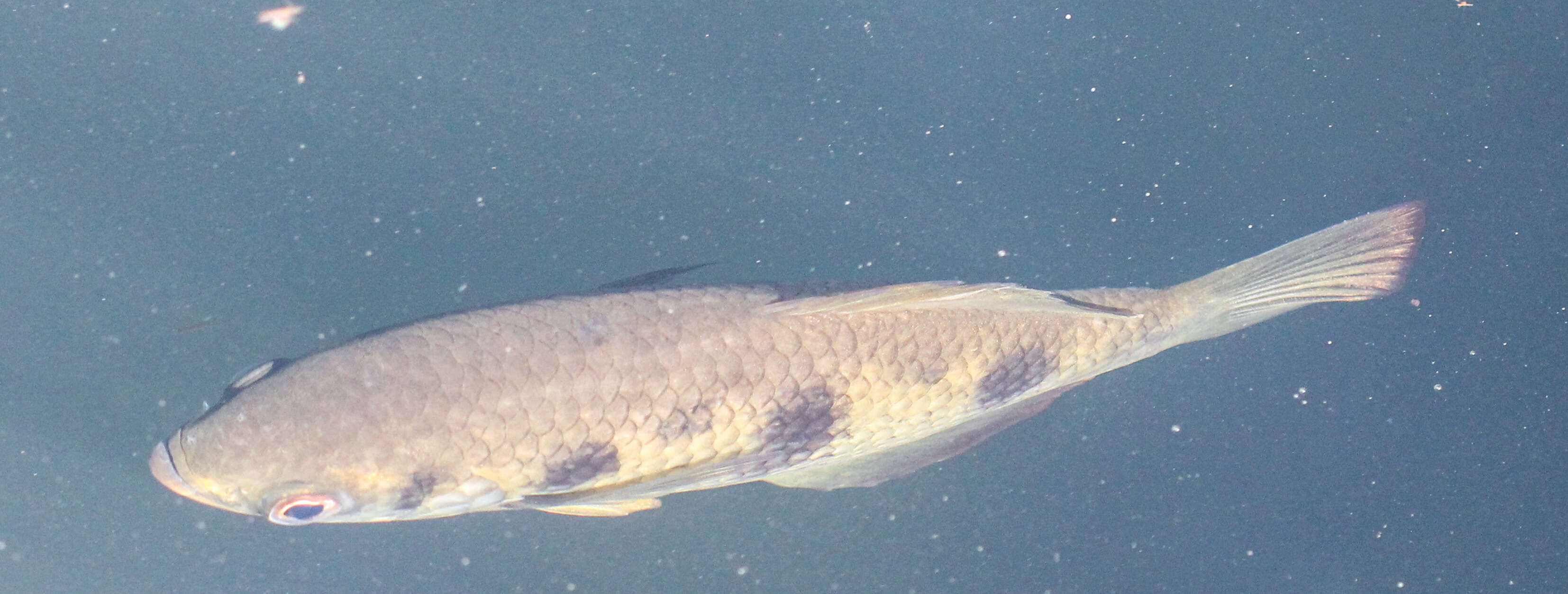 Image of archerfishes