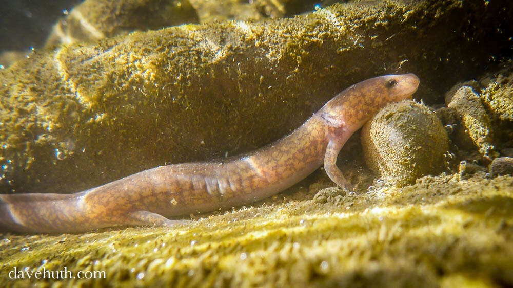 Image of Spring Salamander