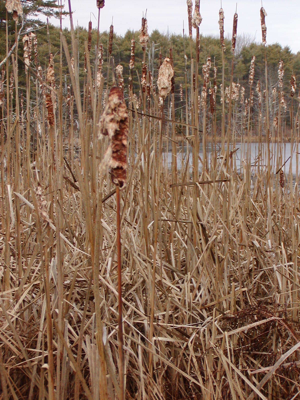 Image of Bulrush