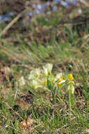 Image of cowslip