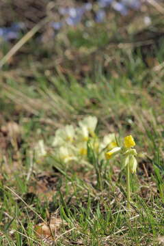 Image of Cowslip