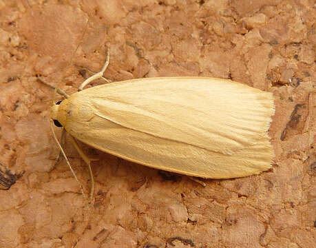 Image of dingy footman