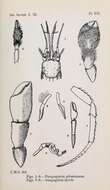 Image of Anapagurus Henderson 1886