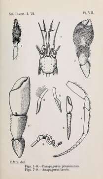 Image de Anapagurus laevis (Bell 1845)