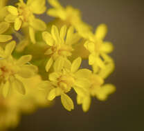 Image of goldenrod