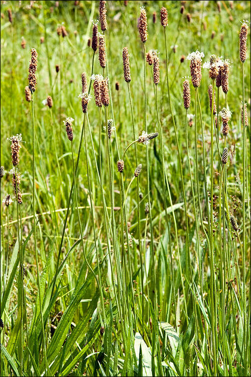 Image of Plantago altissima L.