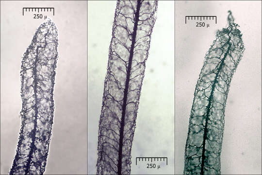 Image of Stemonitis Gleditsch 1753