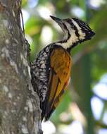 Image of Common Flameback