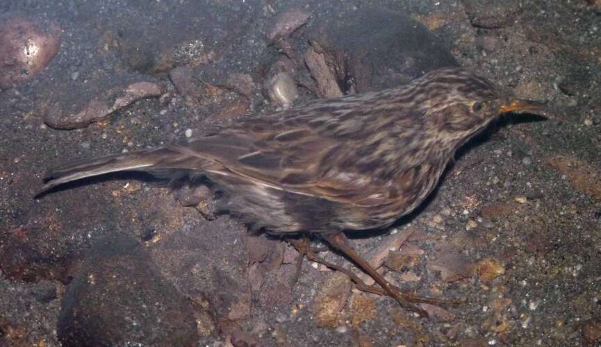 Image of South Georgia Pipit