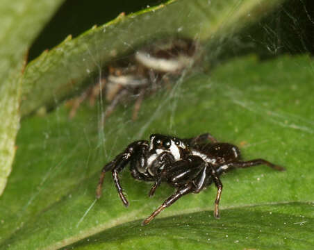 صورة Metaphidippus manni (Peckham & Peckham 1901)