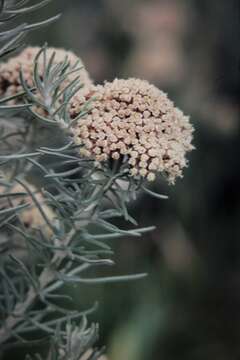 Ozothamnus rosmarinifolius (Labill.) DC. resmi