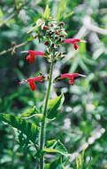 Image of Arizona water-willow