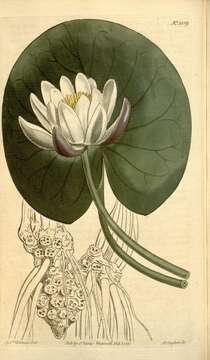 Image of Nymphaea nitida