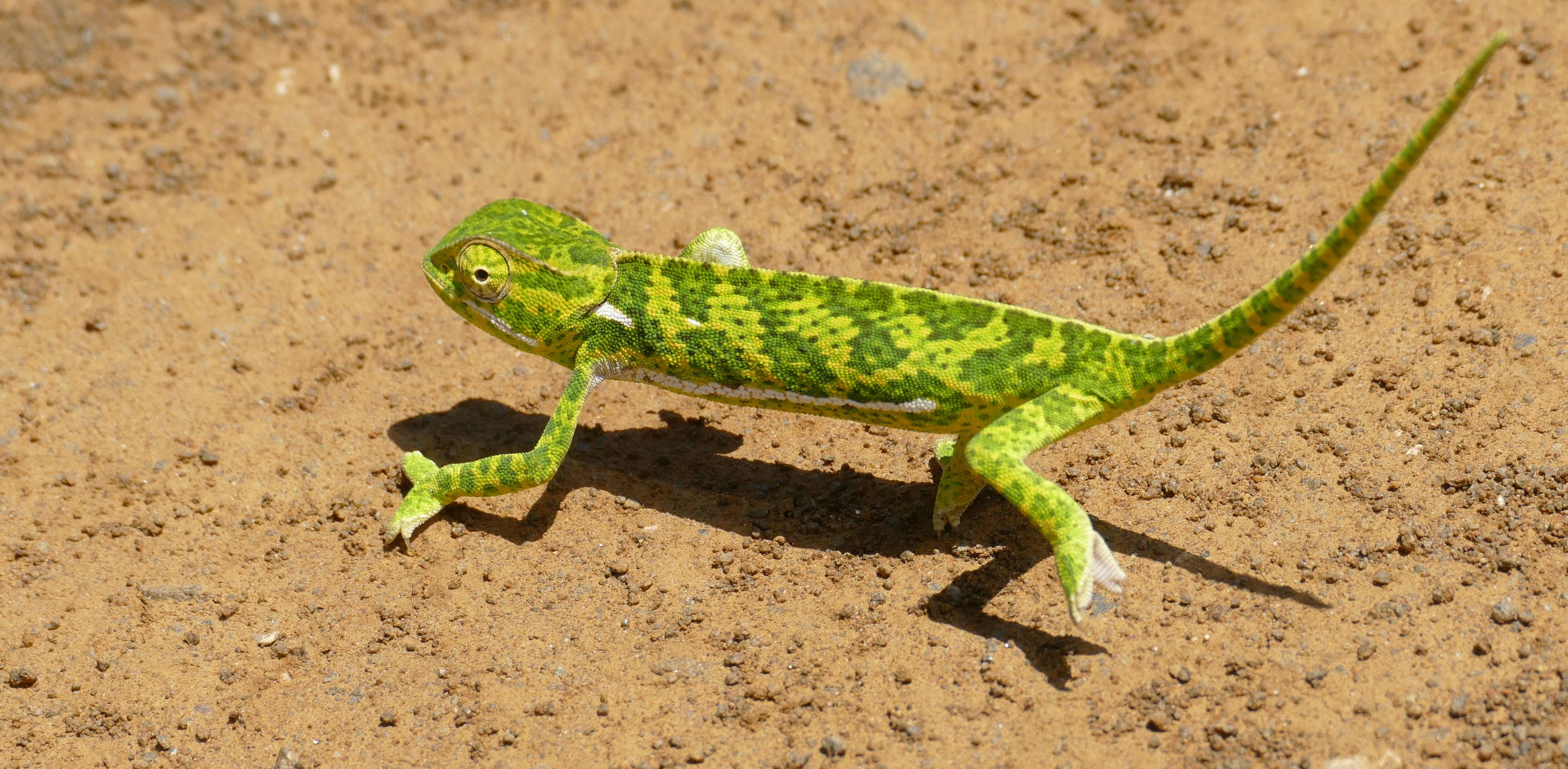 Image of chameleons