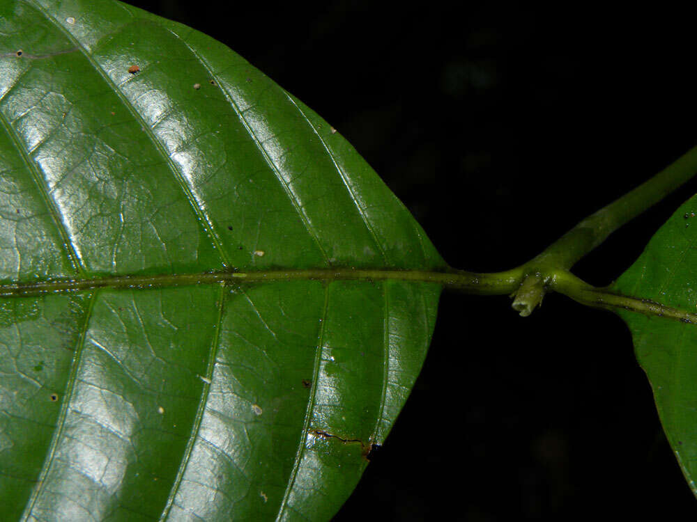 صورة Palicourea acuminata (Benth.) Borhidi