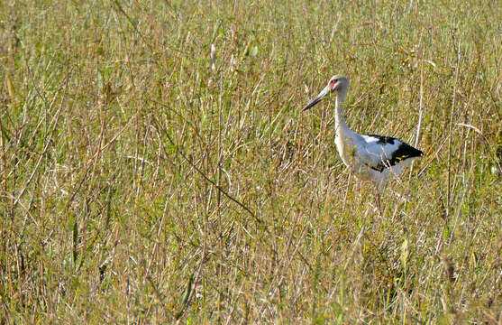 Image of Maguari Stork