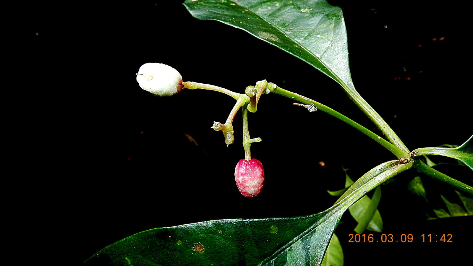 Image of Nyctagiaceae