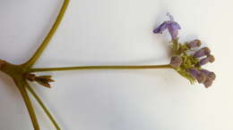 Image of Vitex rufescens A. Juss.