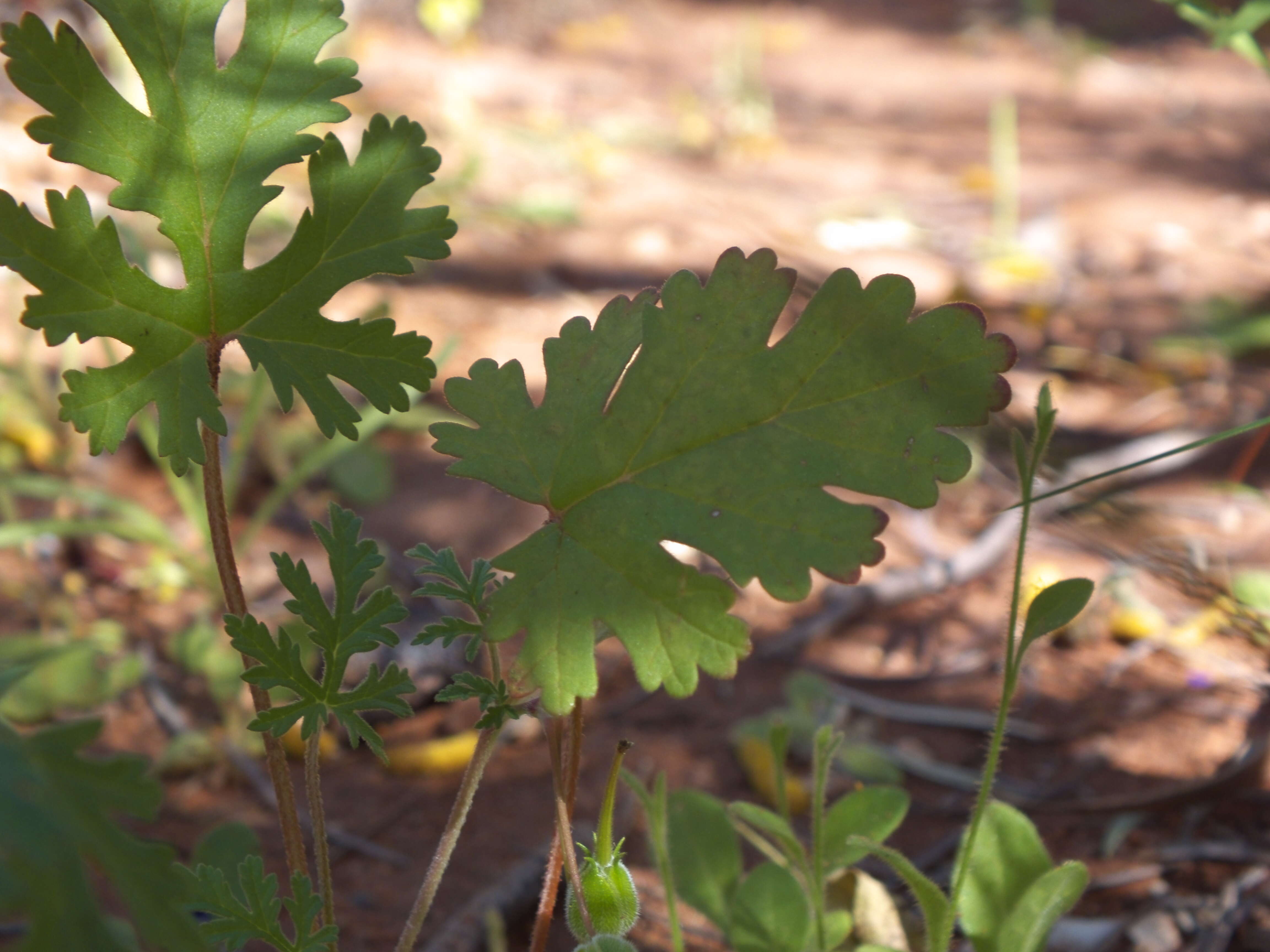 Image of Magnoliophyta