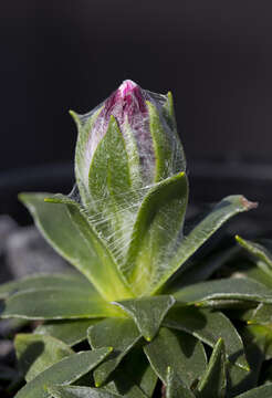 Image of Xerochrysum milliganii (Hook. fil.) Paul G. Wilson