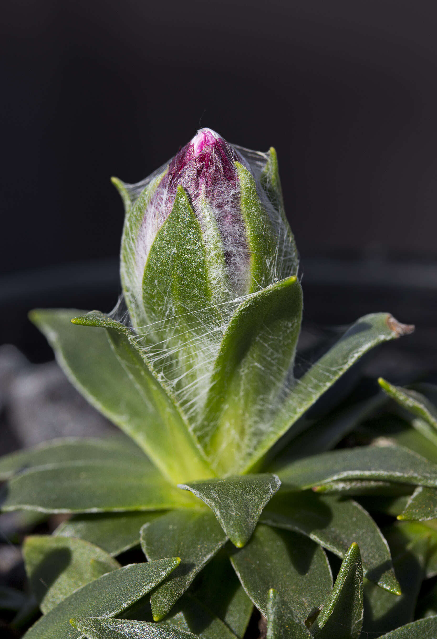 Plancia ëd Xerochrysum milliganii (Hook. fil.) Paul G. Wilson